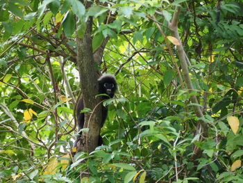 Langkawi, Ambong Ambong Langkawi